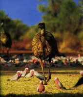 Emu