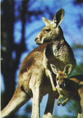 Kanga