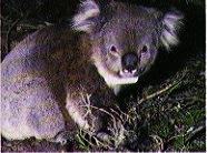Koala Bear