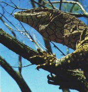 Leaf Gecko