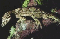 Perentie