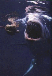 Great White