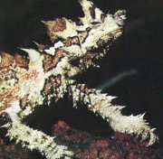 Spinelizard