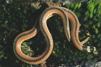 Whip snake