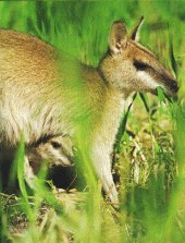 Wallaby